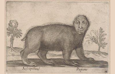 Dovendyr Aescopitheus/ Papione (titel på objekt) Dyr og mytiske væsner (serietitel) Nova raccolta de li animali piu curiosi del mondo (serietitel) af Antonio Tempesta