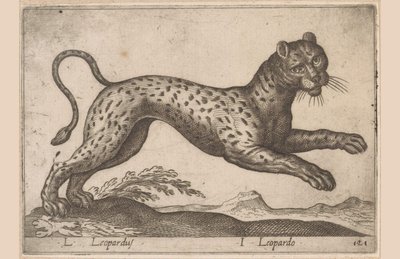 Leopard L Leopardus/ I Leopardo (titel på objekt) Dieren en fablewezens (serietitel) Ny samling af verdens mest nysgerrige dyr (serietitel) af Antonio Tempesta