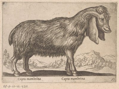 Membrina geit Capra mambrina/ Capra mambrina (titel på objekt) Dieren en fablewezens (serietitel) Ny samling af verdens mest nysgerrige dyr (serietitel) af Antonio Tempesta