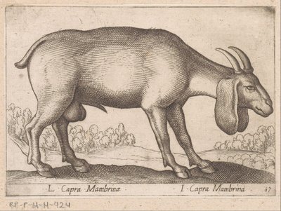 Membrina geit L Capra Mambrinae/ I Capra Mambrina (titel på objekt) Dieren en fablewezens (serietitel) Ny samling af verdens mest nysgerrige dyr (serietitel) af Antonio Tempesta