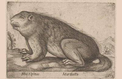 Han mumler Alpine Mouse / Marmotta (titel på objekt) Dieren en fablewezens (serietitel) Nova raccolta de li animali piu curiosi del mondo (serietitel) af Antonio Tempesta
