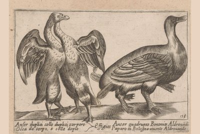 Misvormde ganzen Gås med dobbelt hals og dobbelt krop Dieren en fablewezens (serietitel) En ny samling af li animali p af Antonio Tempesta