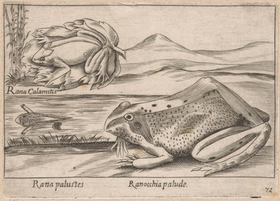 Moeras Kikkers Marsh Frog / Marsh Frog (titel på objekt) Dieren en fabelwezens (serietitel) Nova samling af de mest nysgerrige dyr i verden (serietitel) af Antonio Tempesta