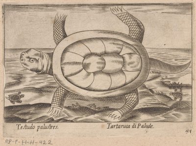 Moerasschildpad Testudo palustres/ Tartaruca di Palude (titel på objekt) Dieren en fablewezens (serietitel) Nova raccolta de li animali piu curiosi del mondo (serietitel) af Antonio Tempesta