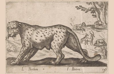 Panter L Panthera/ I Panthera (titel på objekt) Dieren en fablewezens (serietitel) Ny samling af verdens mest nysgerrige dyr (serietitel) af Antonio Tempesta