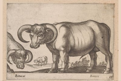 kvæg Bonasus/ Bonaso (titel på objekt) Dyr og mytiske væsner (serietitel) Nova raccolta de li animali piu curiosi del mondo (serietitel) af Antonio Tempesta