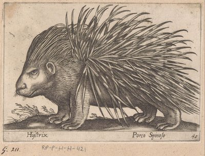 Porcupine Hystrix/ Porco Spinoso (titel på objekt) Dyr og mytiske væsner (serietitel) Nova raccolta de li animali piu curiosi del mondo (serietitel) af Antonio Tempesta