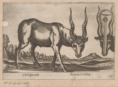 To antiloper Striciperote/kretensisk kvæg (titel på objektet) Dieren en fablewezens (serietitel) Nova raccolta de li animali piu curiosi del mondo (serietitel) af Antonio Tempesta