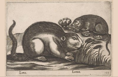 To bisamrotter Lonx/ Lonza (titel på objekt) Dyr og mytiske væsner (serietitel) Nova raccolta de li animali piu curiosi del mondo (serietitel) af Antonio Tempesta