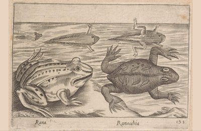 Fem stadier af en frø Rana/ Ranocchia (titel på objekt) Dyr og mytiske væsner (serietitel) Nova raccolta de li animali piu curiosi del mondo (serietitel) af Antonio Tempesta