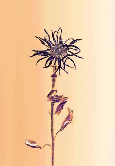  af Antonius Antonius