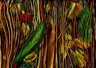  af Antonius Antonius