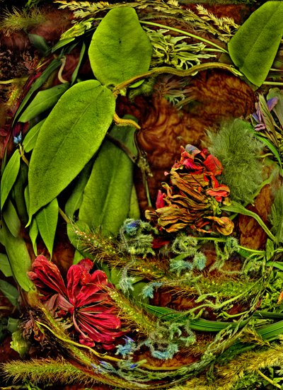  af Antonius Antonius