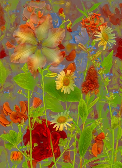  af Antonius Antonius