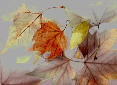  af Antonius Antonius