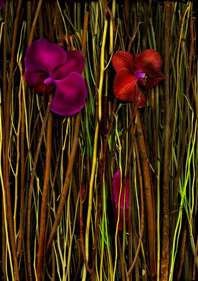  af Antonius Antonius