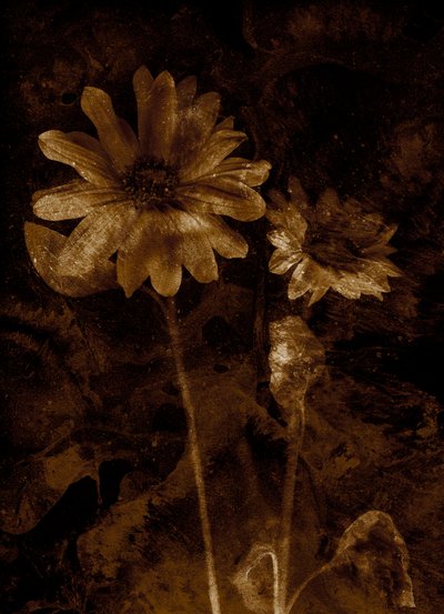  af Antonius Antonius