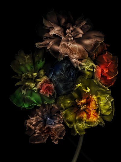  af Antonius Antonius