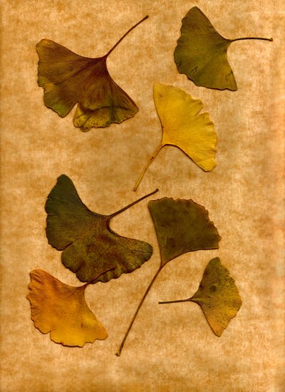 Ginkgo 2 af Antonius Antonius