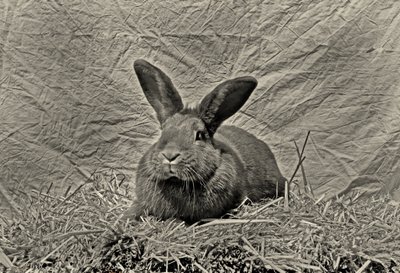  af Antonius Antonius