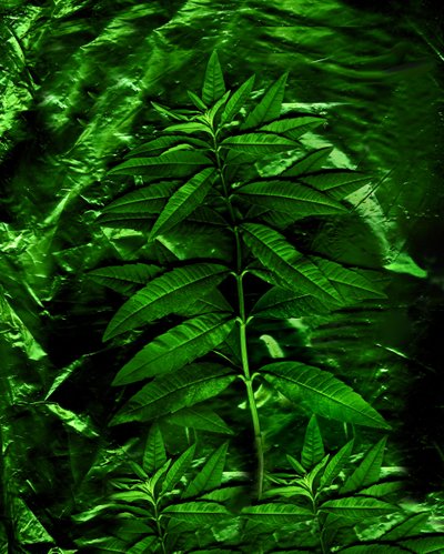  af Antonius Antonius