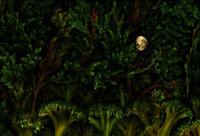  af Antonius Antonius