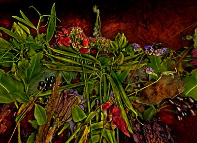  af Antonius Antonius