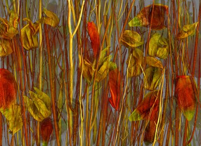 Det hemmelige træ, 2014 (foto) af Antonius Antonius