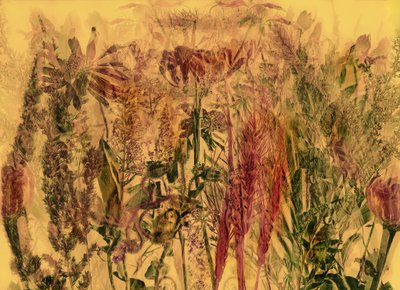  af Antonius Antonius