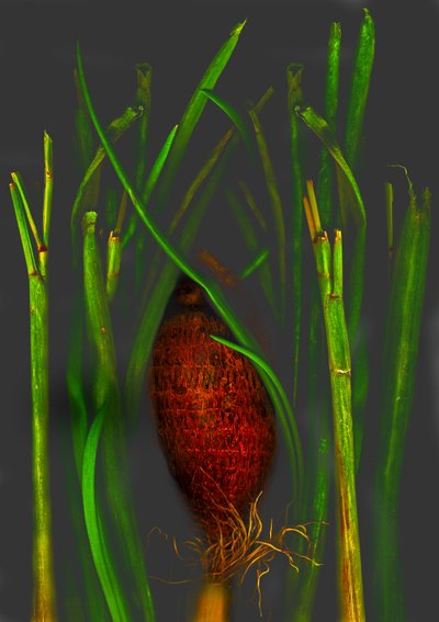  af Antonius Antonius