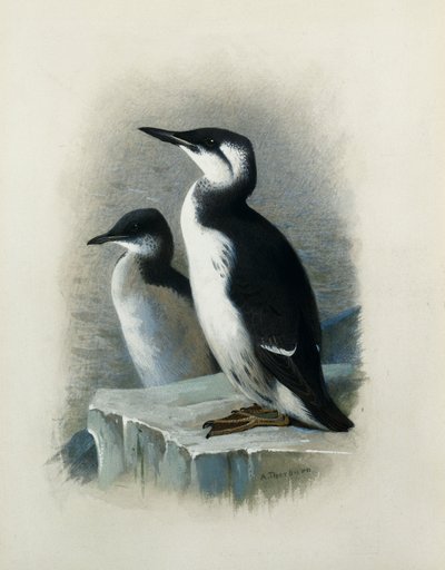 En Brunnichs lomvie af Archibald Thorburn