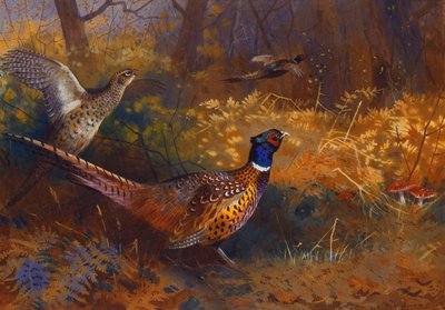 En hane og en hønefasan ved kanten af en skov af Archibald Thorburn