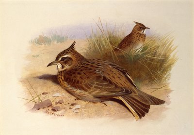 En nakkelærke, britiske fugle af Archibald Thorburn