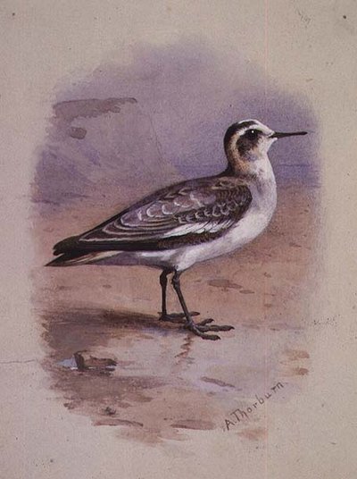 En grå Phalarope (akvarel) af Archibald Thorburn