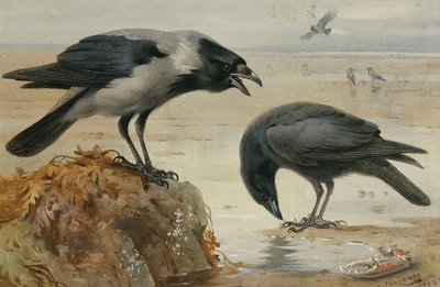 En hættekrage og en ådselkrage af Archibald Thorburn