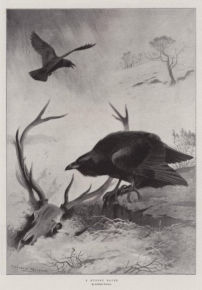 En sulten ravn af Archibald Thorburn