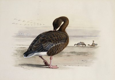 En Pink-Footed Gås af Archibald Thorburn