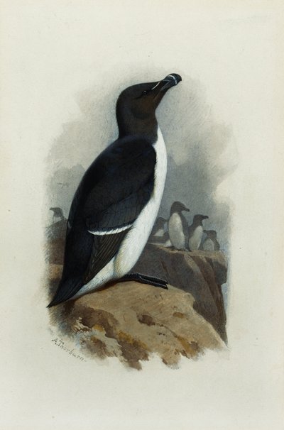 En alk af Archibald Thorburn