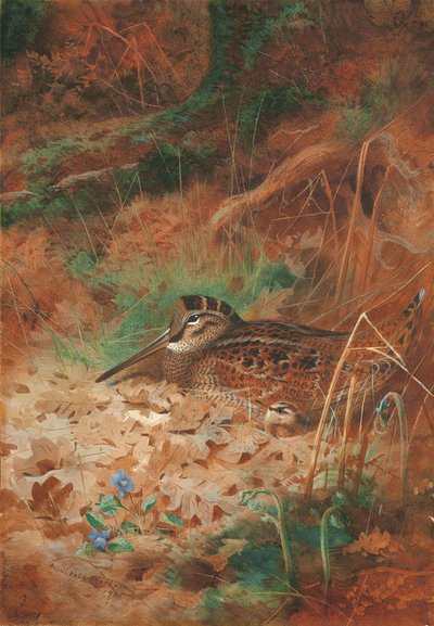 En skovsneppe og kylling i underskov af Archibald Thorburn