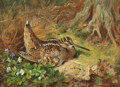 En skovsneppe og kyllinger af Archibald Thorburn