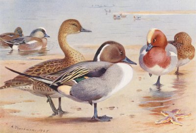 Pibeand (han og hun), spidsand (han og hun), spidsand (han og hun) (farvelitografi) af Archibald Thorburn