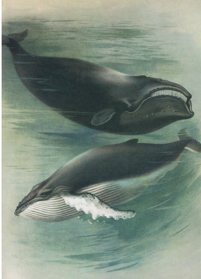 Atlantic White Whale and Humped Back Whale, fra Thorburns Pattedyr udgivet af Longmans og Co, ca. 1920 af Archibald Thorburn