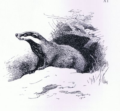 Grævling, værtshus. af Book Club Associates af Archibald Thorburn