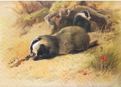 Grævlinger, fra Thorburns Mammals udgivet af Longmans og Co, ca. 1920 af Archibald Thorburn