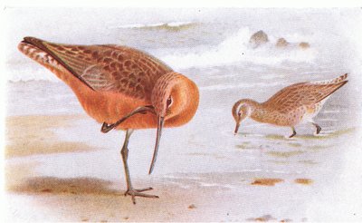 Bar Tailed Godwit, fra Birds of the British Isles and Their Eggs udgivet af Frederick Warne & Co Ltd, 1958 af Archibald Thorburn