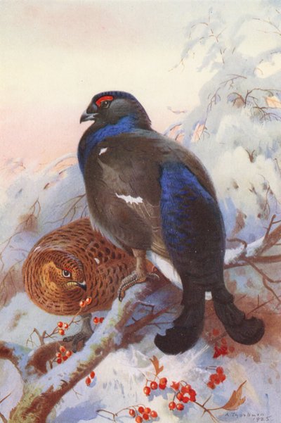 Birkhøne (han og hun) (farvelitografi) af Archibald Thorburn