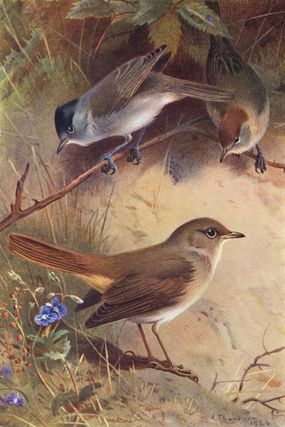 Solsort (han og hun), nattergal (farvelitografi) af Archibald Thorburn