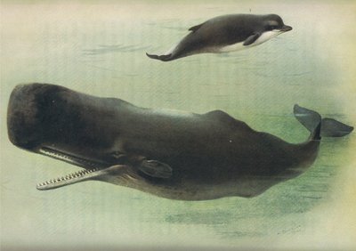 Bottle Nosed Whale and Sperm Whale, fra Thorburns Pattedyr udgivet af Longmans og Co, ca. 1920 af Archibald Thorburn