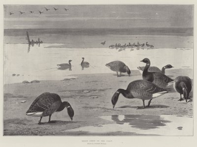 Bretgæs ved Kysten af Archibald Thorburn