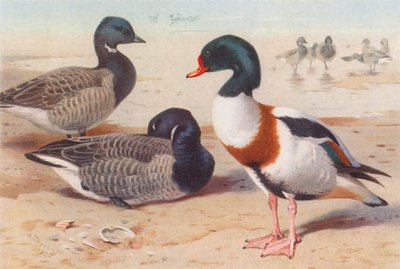 Knortegås, troldand (farvelitografi) af Archibald Thorburn